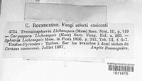Requienella lichenopsis image